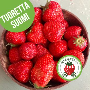tuore suomalainen mansikka