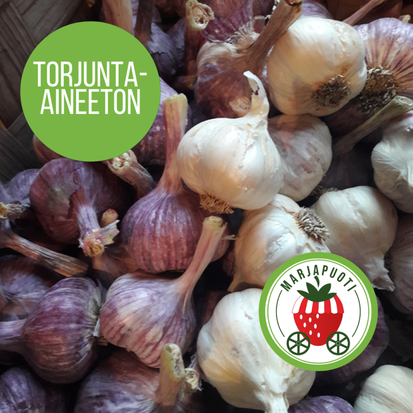 valkosipuli_torjunta-aineeton