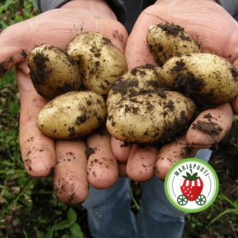 Varhaisperuna toimitettuna Helsinkiin, Espooseen, Vantaalle.