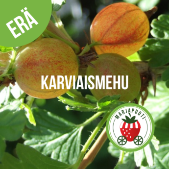 KARVIAISMEHU 0,5 L