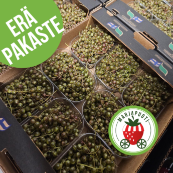 LUOMUVIHERHERUKKA 3 x RAS